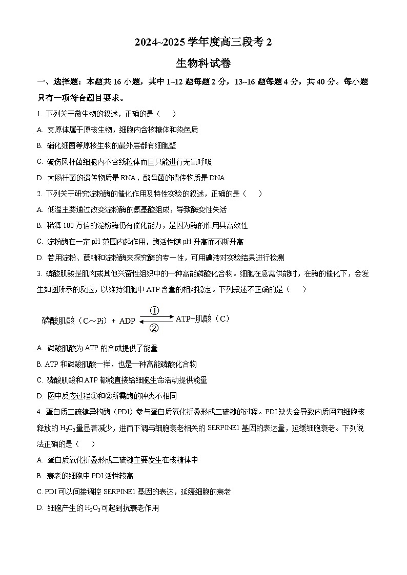 广东省揭阳市2024-2025学年高三上学期9月月考生物试题（Word版附解析）01