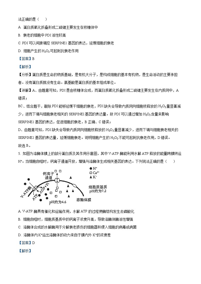 广东省揭阳市2024-2025学年高三上学期9月月考生物试题（Word版附解析）03