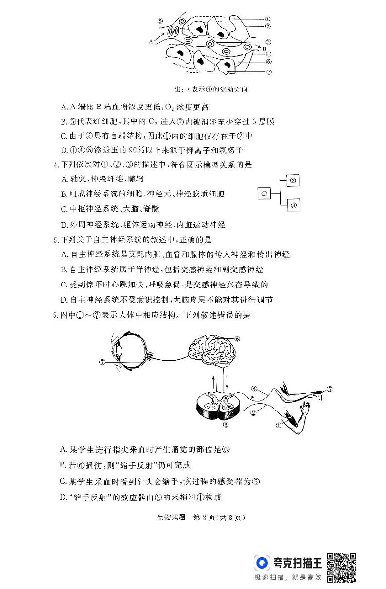 河南省青桐鸣大联考2024-2025学年高二上学期10月份月考生物试题第2页