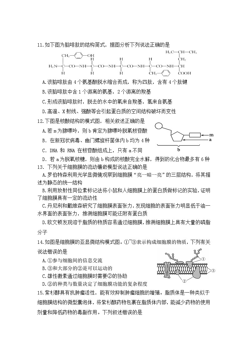 福建省龙岩市连城县福建省连城县第一中学2024-2025学年高一上学期10月月考生物试题03