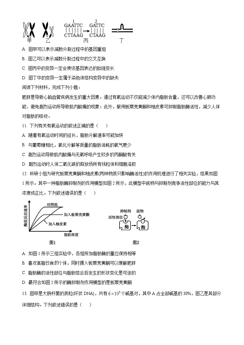 浙江省杭州市周边重点中学四校2024-2025学年高二上学期10月联考生物试题（Word版附解析）03