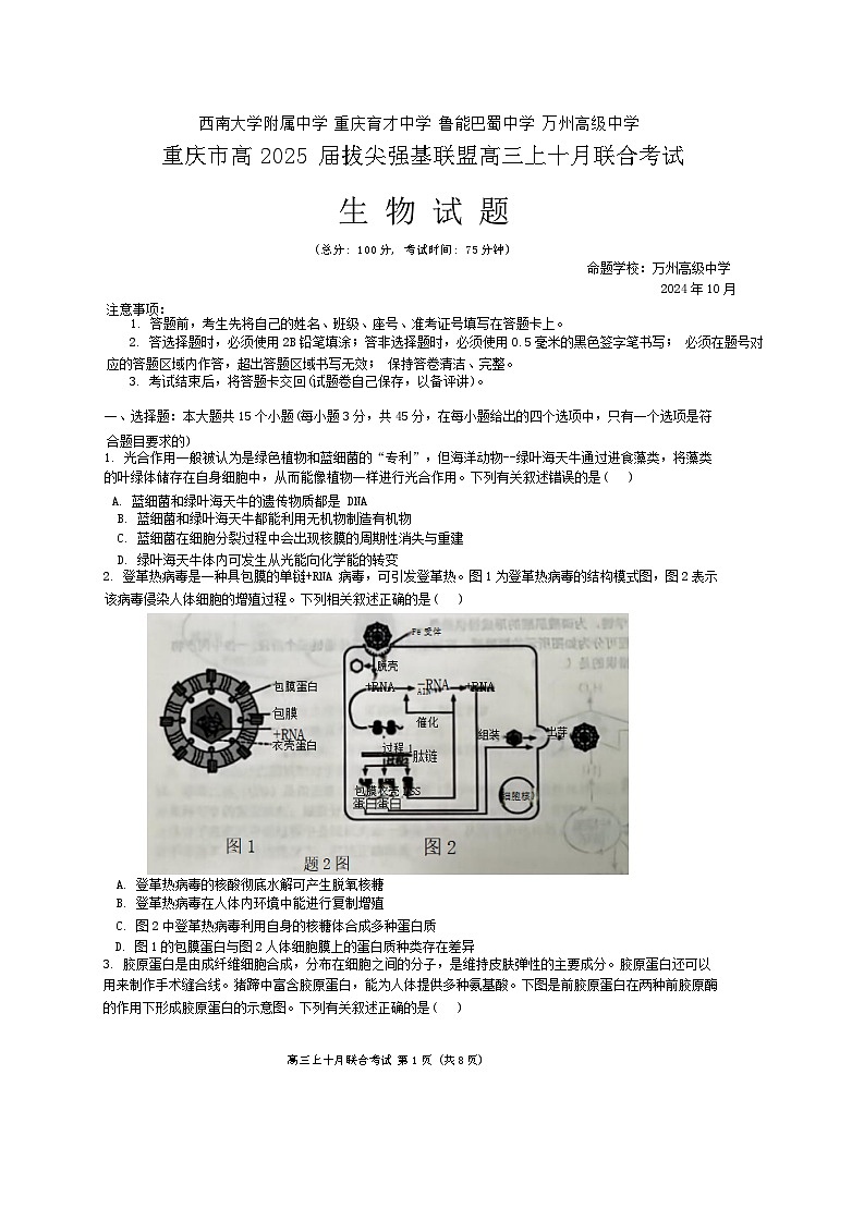 重庆市西南大学附属中学、重庆育才中学等学校2024-2025高三上学期10月联考生物试题（无答案）第1页
