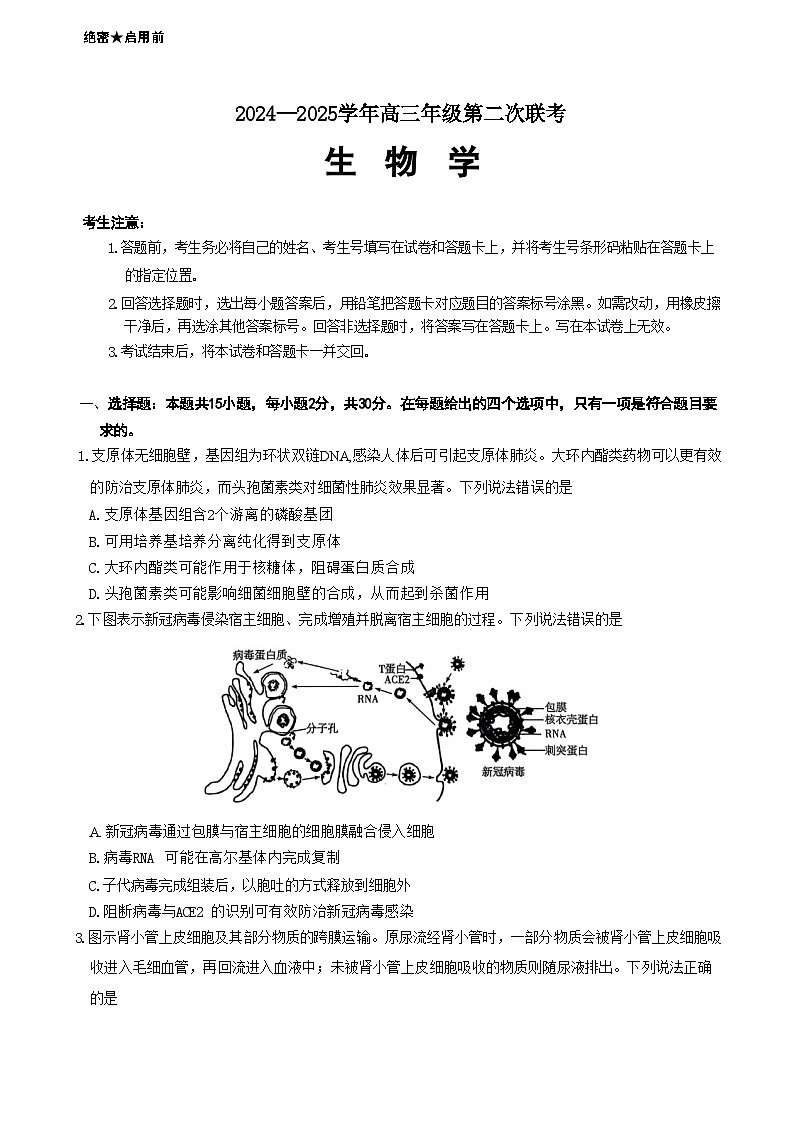 山东省潍坊市天一大联考2024-2025学年高三上学期10月月考 生物试题第1页