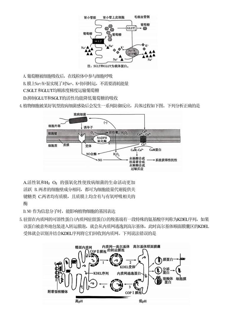 [生物]山东省潍坊市大联考2024～2025学年高三上学期10月月考试题(有答案)第2页