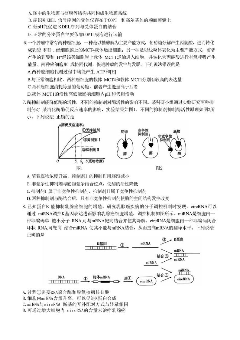[生物]山东省潍坊市大联考2024～2025学年高三上学期10月月考试题(有答案)第3页