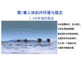 1.2 内环境的稳态（教学课件）-高中生物人教版（2019）选择性必修1