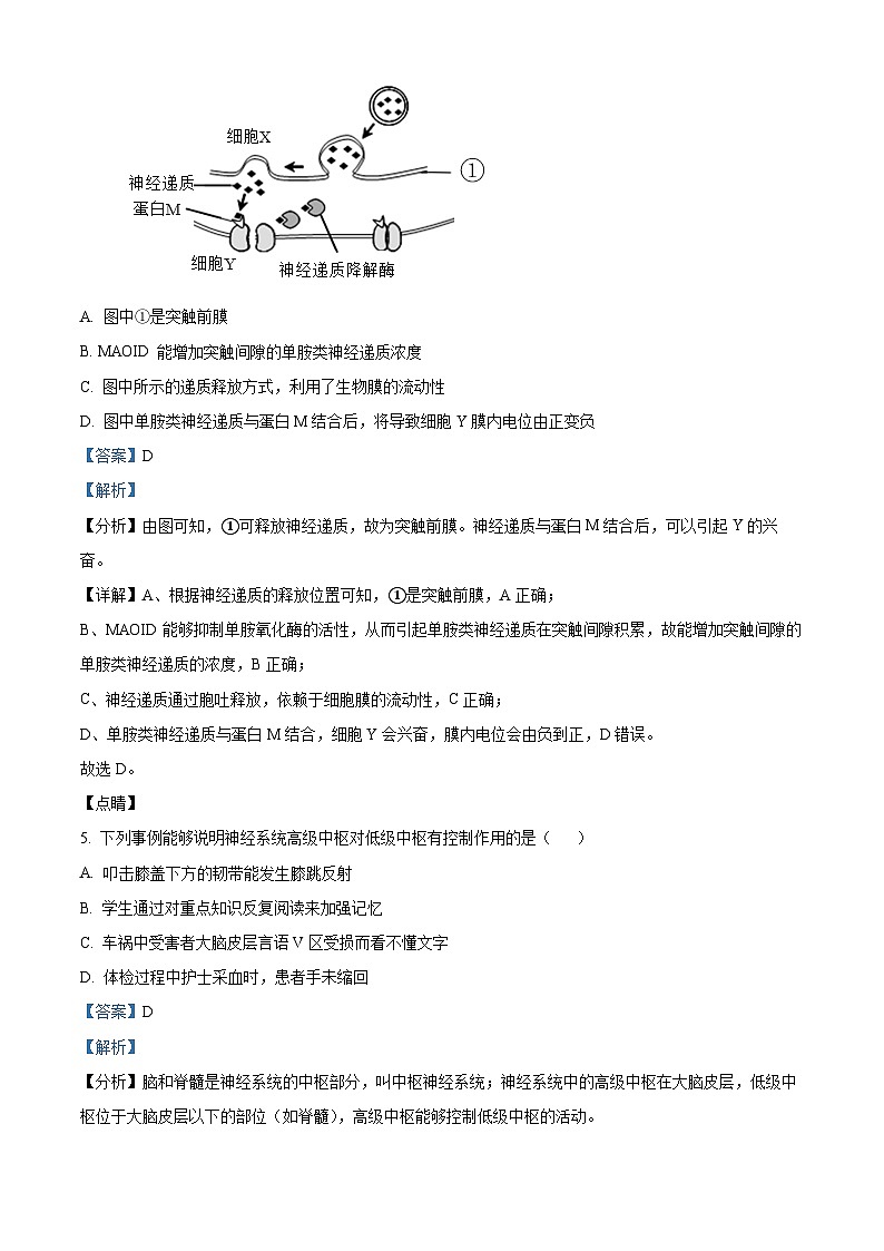福建省泉州科技中学2023-2024学年高二上学期期中生物试题  Word版含解析第3页