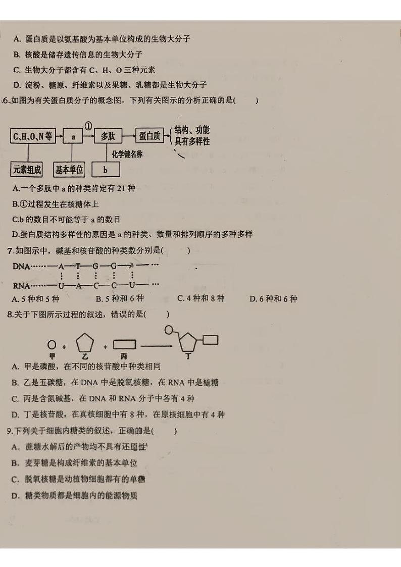 福建省安溪第八中学2024-2025学年高一上学期10月月考生物试题第2页