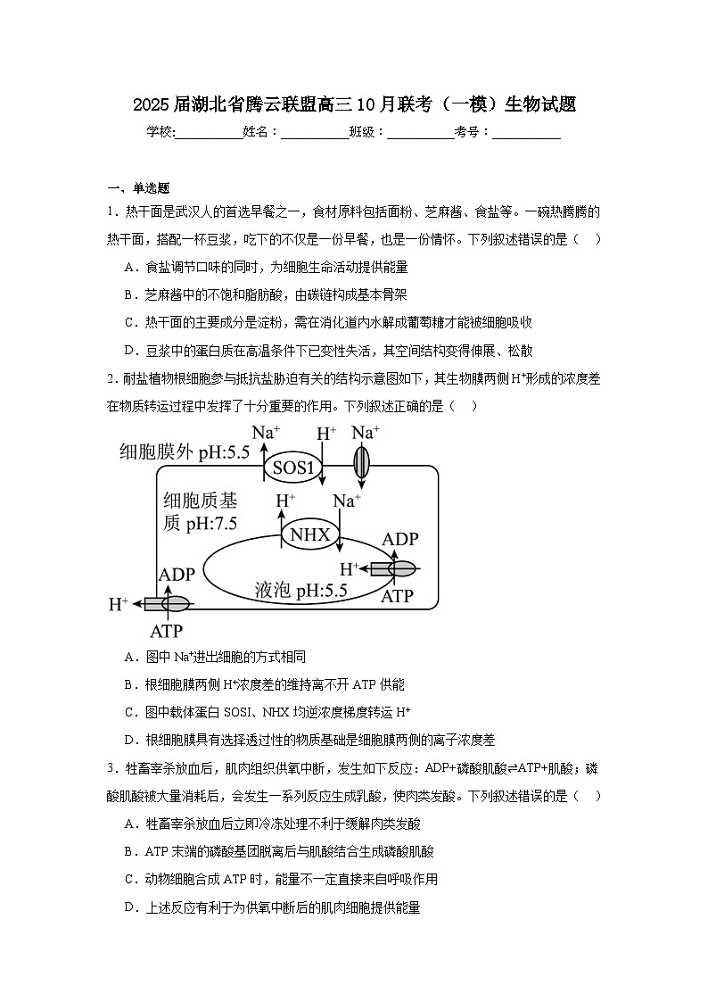 2025届湖北省腾云联盟高三10月联考（一模）生物试题01