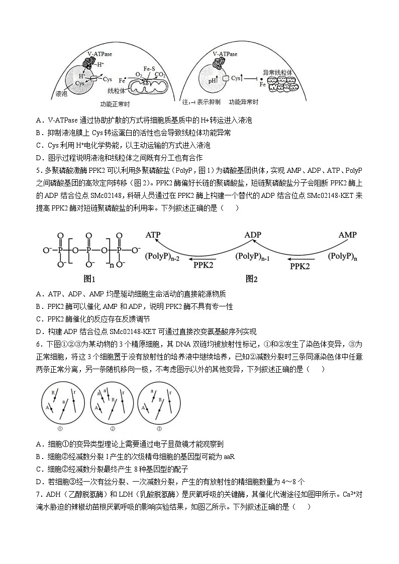 四川省成都市第七中学2024-2025学年高三上学期10月月考生物试题（Word版附答案）02
