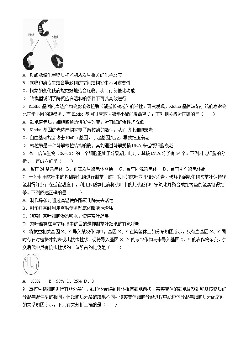 四川省达州市达州市高级中学2024-2025学年高三上学期10月月考生物试题（Word版附解析）第2页