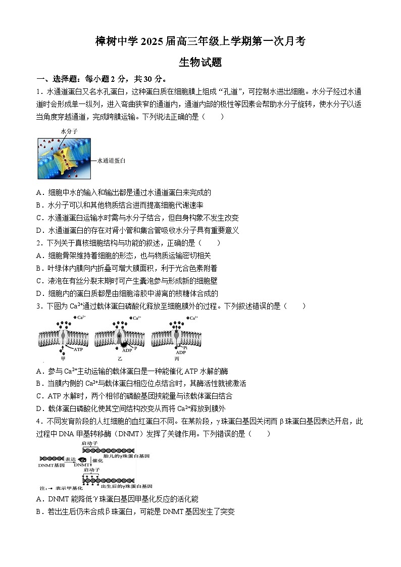 江西省樟树中学2024-2025学年高三上学期第一次月考生物试题第1页