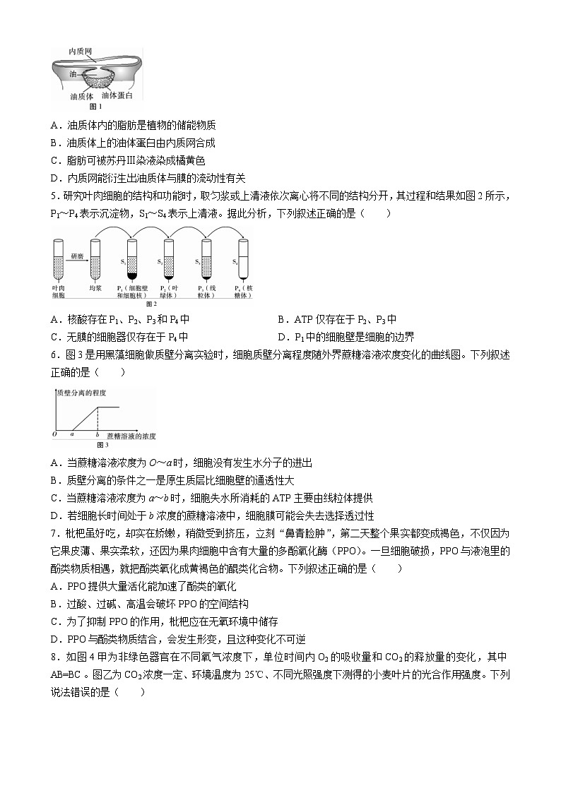 云南省大理白族自治州下关一中教育集团2024-2025学年高二上学期10月月考生物试题02