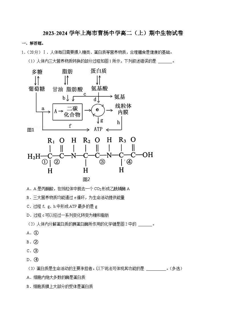 上海市曹杨中学2023-2024学年高二上学期期中生物试题第1页