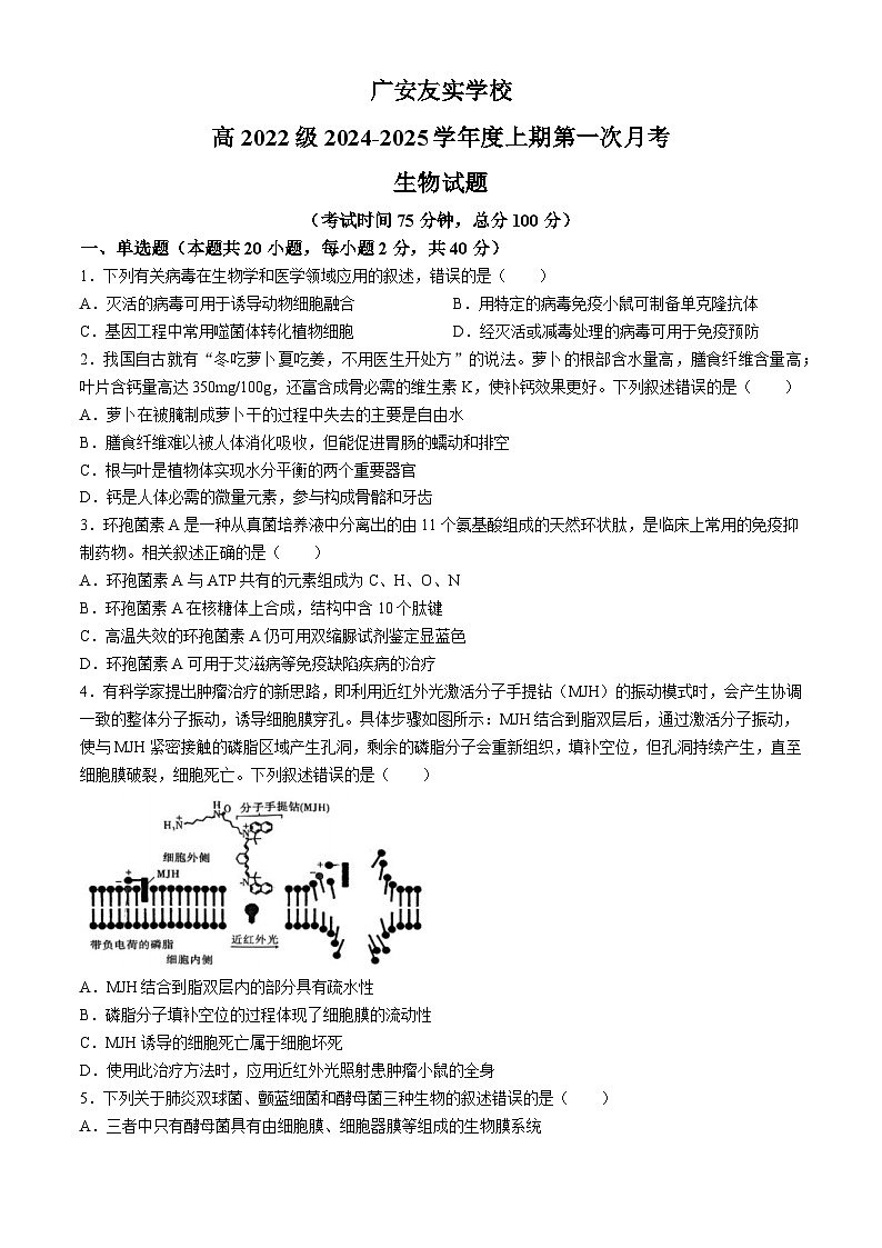 四川省广安市友实学校2024-2025学年高三上学期10月月考生物试题第1页
