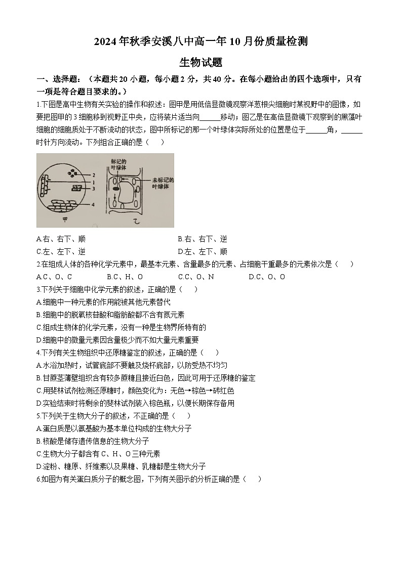 福建省安溪第八中学2024-2025学年高一上学期10月月考生物试题(无答案)第1页