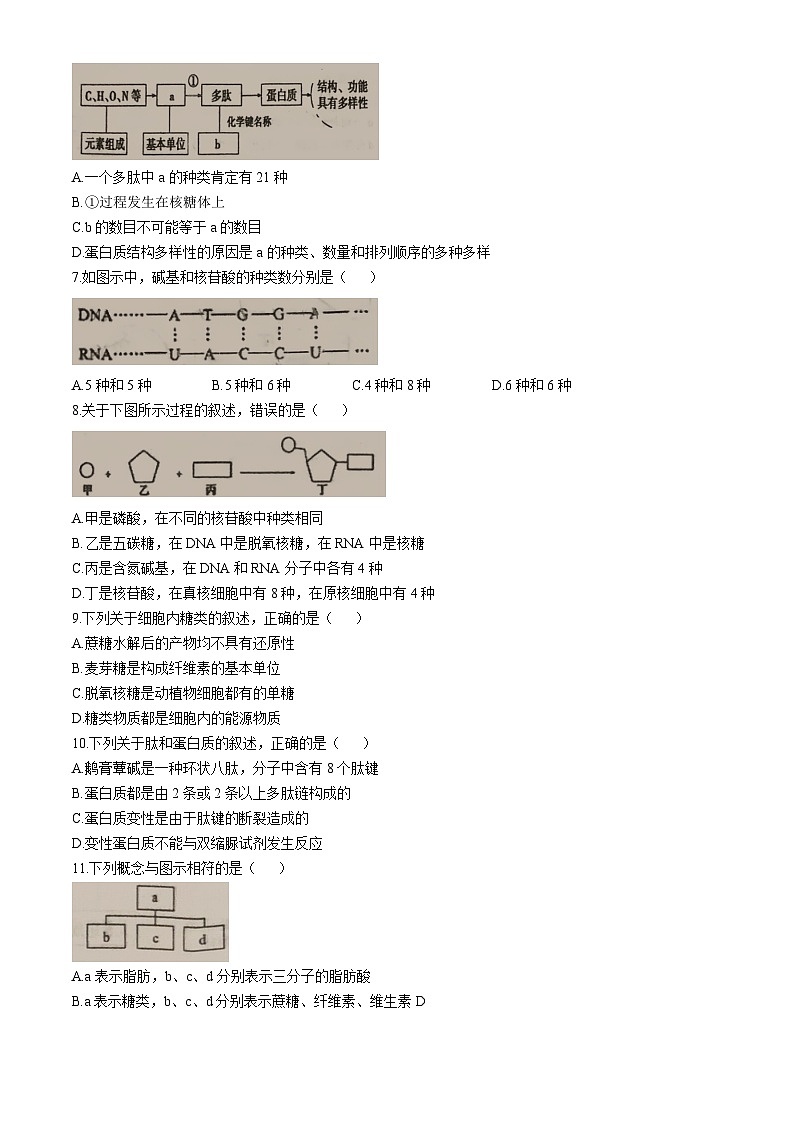 福建省安溪第八中学2024-2025学年高一上学期10月月考生物试题(无答案)第2页