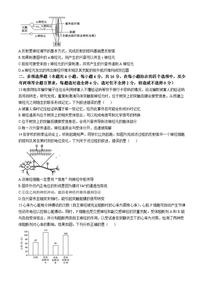 江西省南昌市东湖区南昌市第十九中学2024-2025学年高二上学期10月月考生物试题第3页