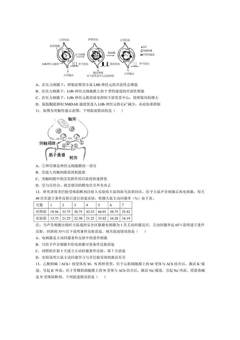 [生物]北京市清华大学附属中学朝阳学校2024～2025学年高二上学期第一学期10月月考试卷(含答案)第3页
