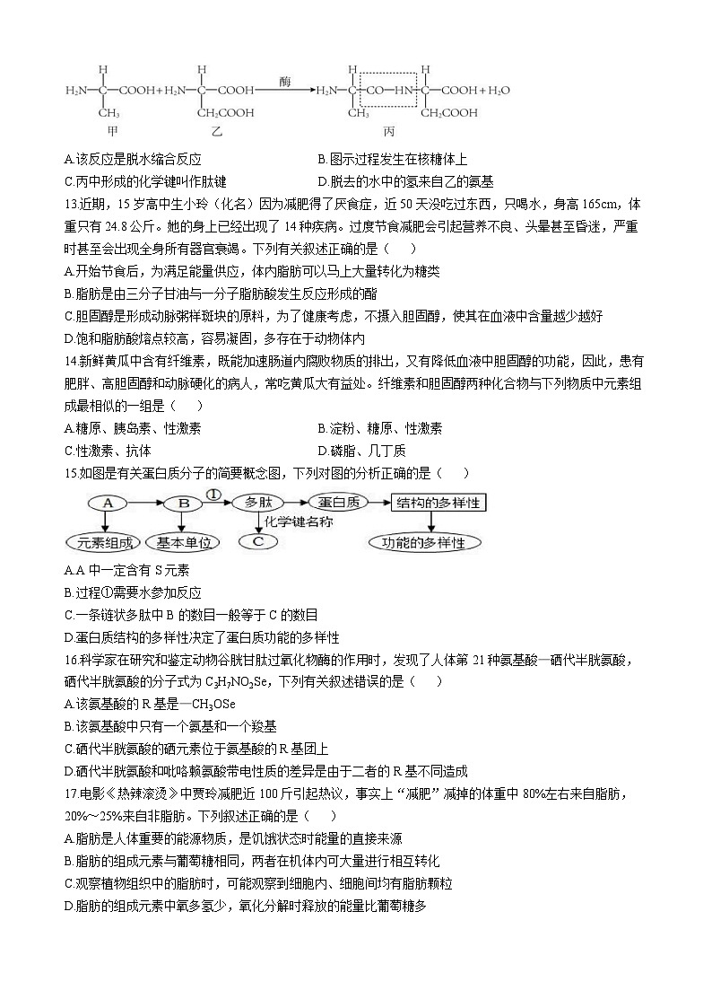 福建省宁德市柘荣县柘荣县第一中学2024-2025学年高一上学期10月月考生物试题(无答案)第3页