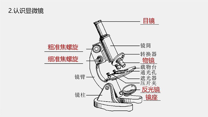 高中生物新教材同步必修第一册课件+讲义 第1章　第2节　第1课时　观察细胞05