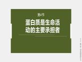 高中生物新教材同步必修第一册课件+讲义 第2章　第4节　蛋白质是生命活动的主要承担者