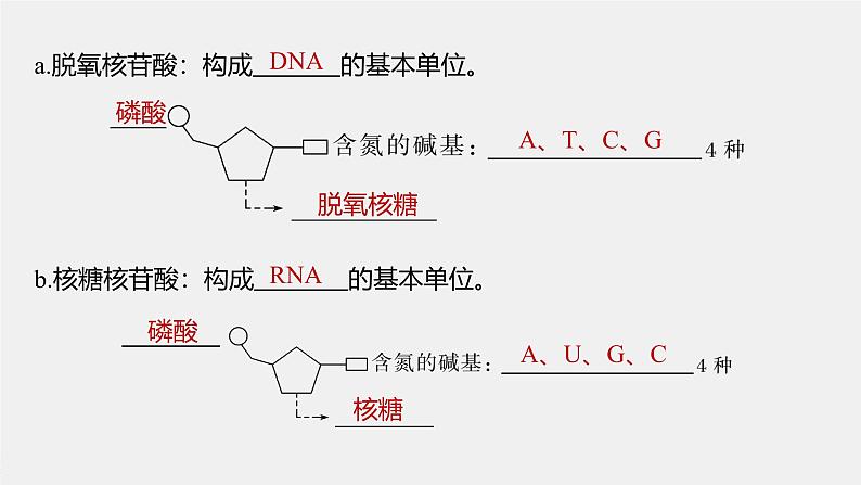 第2章　第5节　核酸是遗传信息的携带者第8页