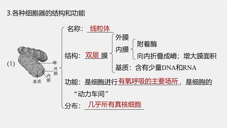 第3章　第2节　第1课时　细胞器之间的分工第8页