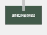 高中生物新教材同步必修第一册课件+讲义 第3章　第2节　第2课时　细胞器之间的协调配合