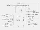 高中生物新教材同步必修第一册课件+讲义 第5章　本章知识网络