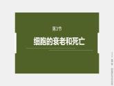 高中生物新教材同步必修第一册课件+讲义 第6章　第3节　细胞的衰老和死亡