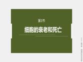 高中生物新教材同步必修第一册课件+讲义 第6章　第3节　细胞的衰老和死亡
