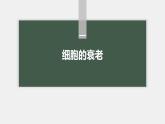 高中生物新教材同步必修第一册课件+讲义 第6章　第3节　细胞的衰老和死亡