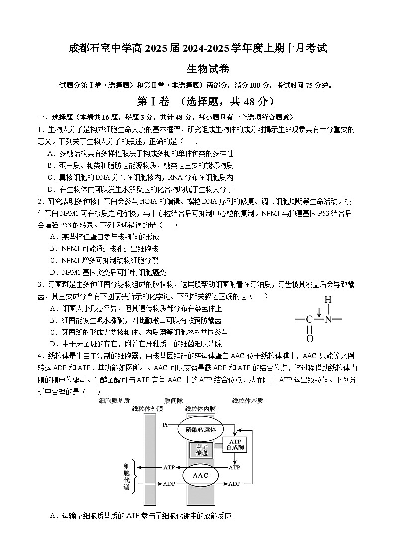 四川省成都市石室中学2024-2025学年高三上学期10月月考生物试题（Word版附解析）第1页