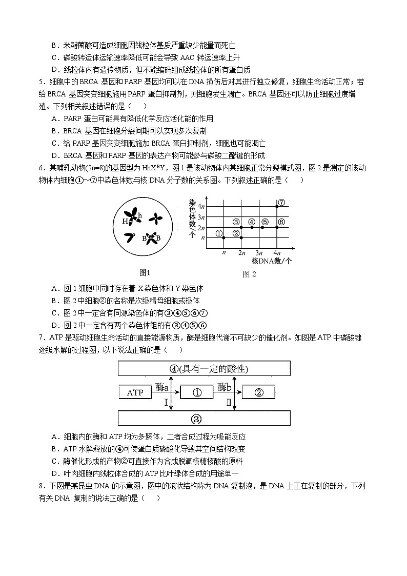 四川省成都市石室中学2024-2025学年高三上学期10月月考生物试题（Word版附解析）第2页