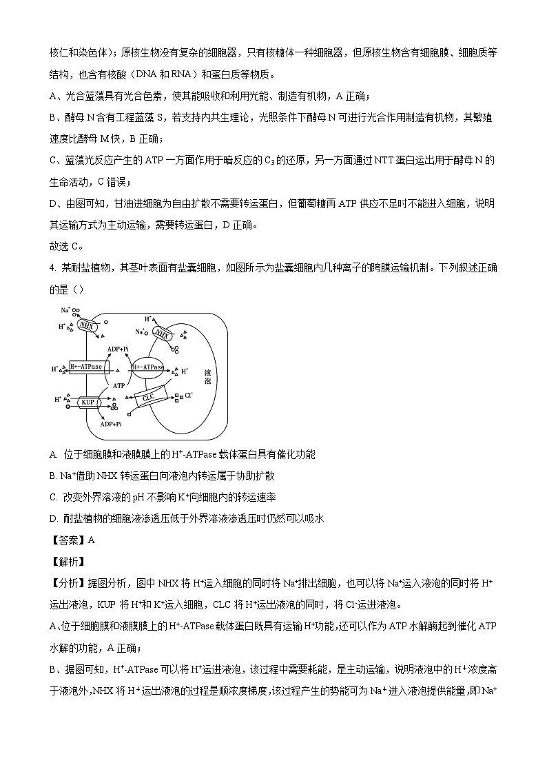 四川省成都市第七中学（高新校区）2024-2025学年高三上学期10月月考生物试题（解析版）第3页