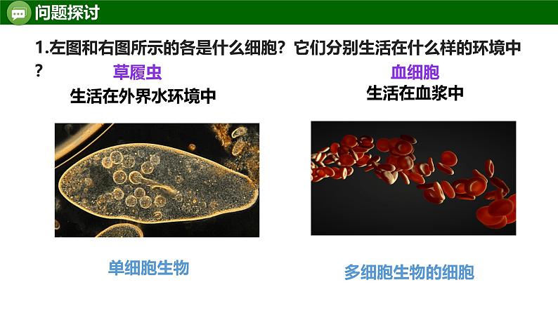 人教版（2019）高中生物选择性必修一 稳态与调节第一章第1节细胞生活的环境-课件03