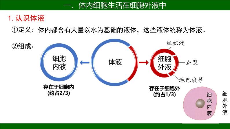 人教版（2019）高中生物选择性必修一 稳态与调节第一章第1节细胞生活的环境-课件05