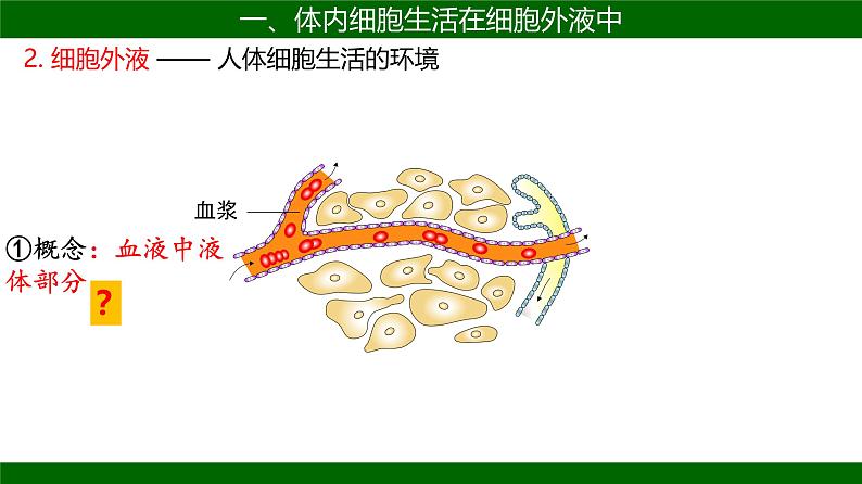 人教版（2019）高中生物选择性必修一 稳态与调节第一章第1节细胞生活的环境-课件06