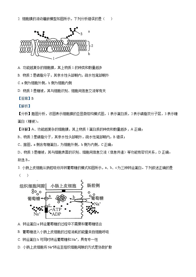 湖南省名校联考联合体2024-2025学年高二上学期10月月考生物试题 Word版含解析第2页