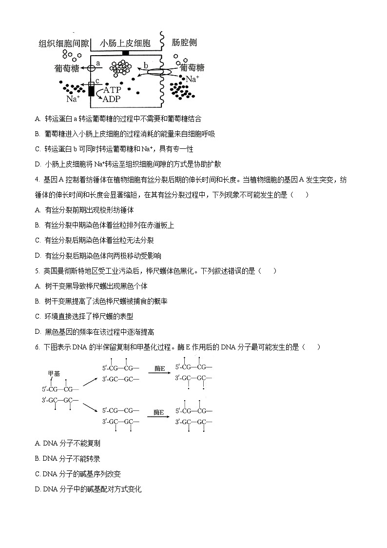 湖南省名校联考联合体2024-2025学年高二上学期10月月考生物试题 Word版无答案第2页