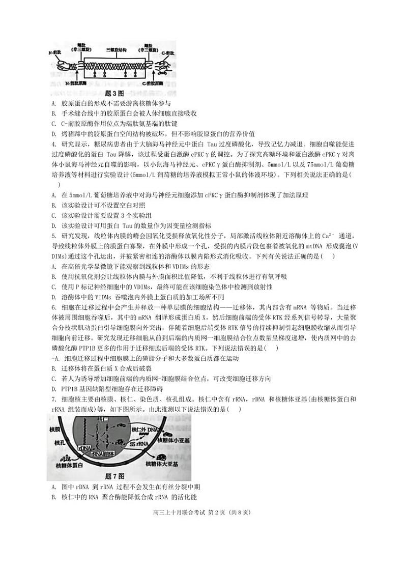 [生物]重庆市高2025届拔尖强基联盟高三上10月联合考试卷(有解析)第2页