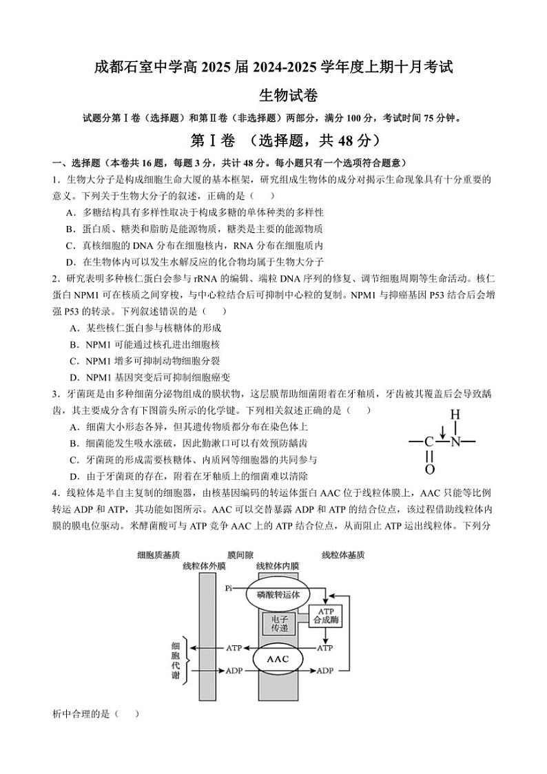 [生物]四川省成都市石室中学2024～2025学年高三上学期10月月考试题(有解析)第1页