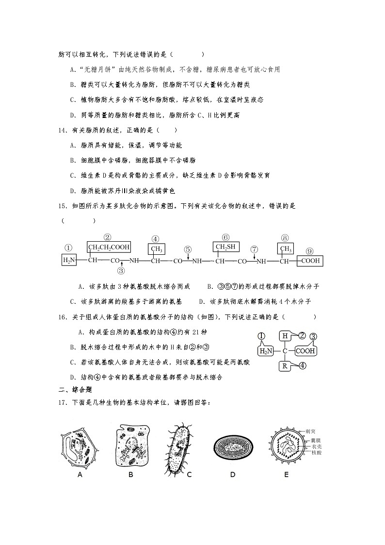 北京清华志清中学2024-2025学年高一上学期10月考试生物试题03