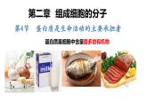 高中生物必修一蛋白质是生命活动的主要承担者新课课件