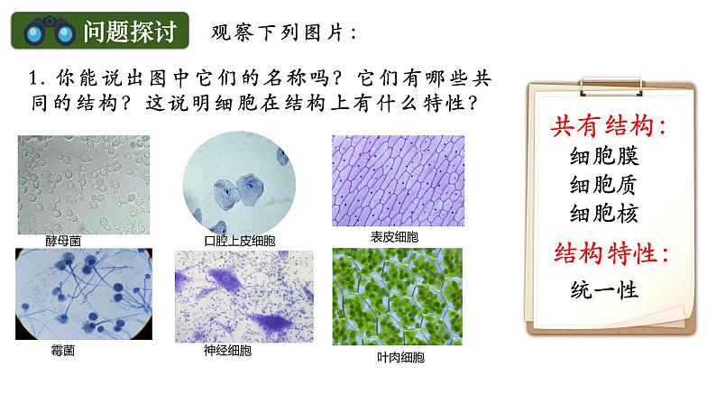 人教版（2019）高中生物必修一《分子与细胞》第一章第二节1.2细胞的多样性和统一性（第二课时）-课件02