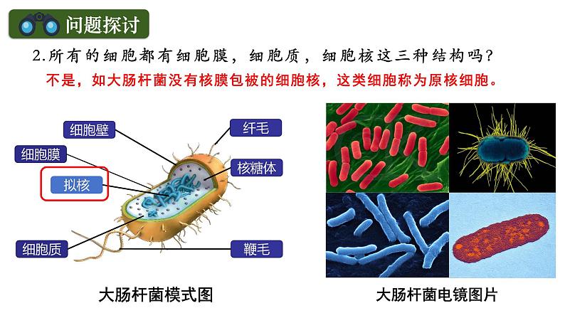 人教版（2019）高中生物必修一《分子与细胞》第一章第二节1.2细胞的多样性和统一性（第二课时）-课件03