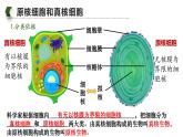 人教版（2019）高中生物必修一《分子与细胞》第一章第二节1.2细胞的多样性和统一性（第二课时）-课件