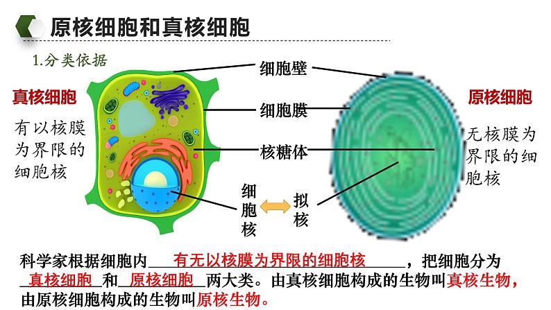 人教版（2019）高中生物必修一《分子与细胞》第一章第二节1.2细胞的多样性和统一性（第二课时）-课件04