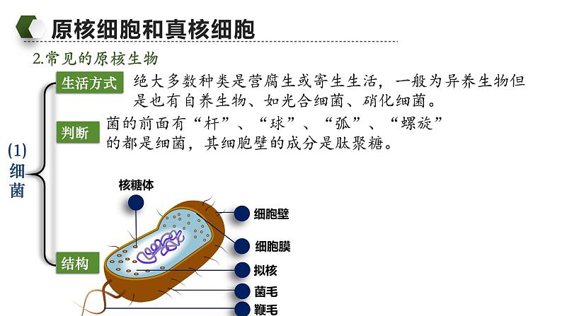 人教版（2019）高中生物必修一《分子与细胞》第一章第二节1.2细胞的多样性和统一性（第二课时）-课件05